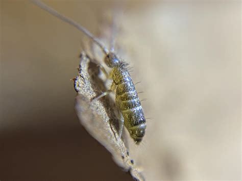 Image result for Springtail Identification