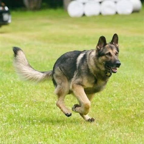 Chardon VFW Raises $42K for Sheriff’s K-9 Unit | Geauga County Maple Leaf