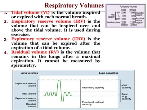 respiratory system Physiology | PPT