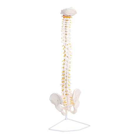 Labzio - Life Size Flexible Spinal Column, Showing Spinal Nerves and ...