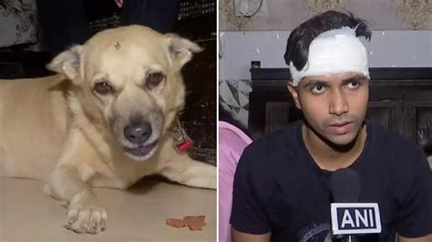 Delhi News: रॉड के वार से कुत्ता हो गया बेहोश, खून से लथपथ मालिक परिवार ...