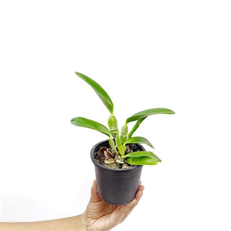 Buy Cattleya Orchids Online India | Cattleya Orchid | Orchid-tree ...