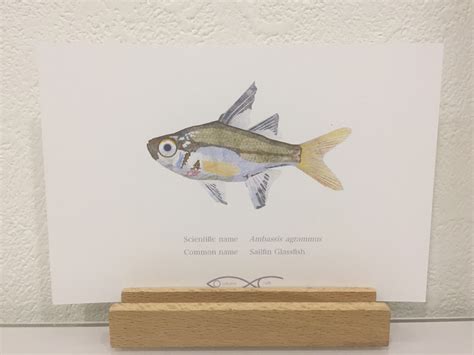 Ambassis agrammus（Sailfin Glassfish） Drawing Postcard | Osakanacraft