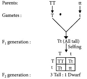Heredity and Evolution Class 10 Important Questions with Answers ...
