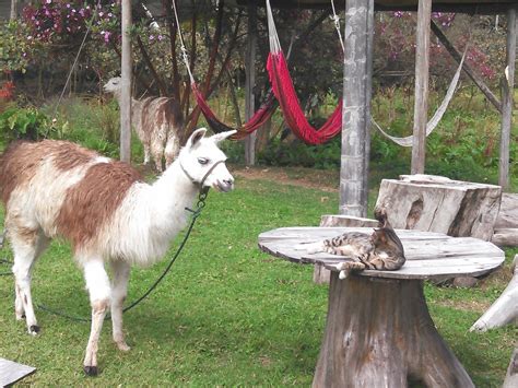 HOSTERÍA LAS ORQUÍDEAS RUNTUN (Banos) - Inn Reviews, Photos, Rate ...