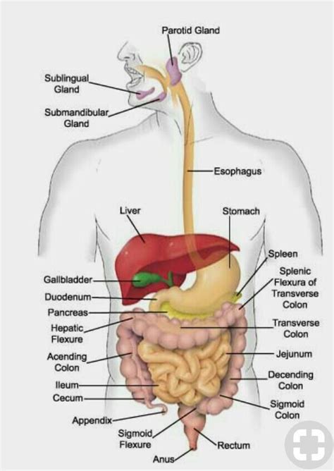 Draw a diagram depicting human alimentary canal and label on it: gall ...