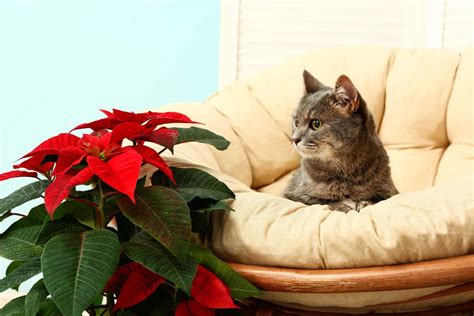 Are Poinsettias Poisonous To Cats - Everything You Need To Know