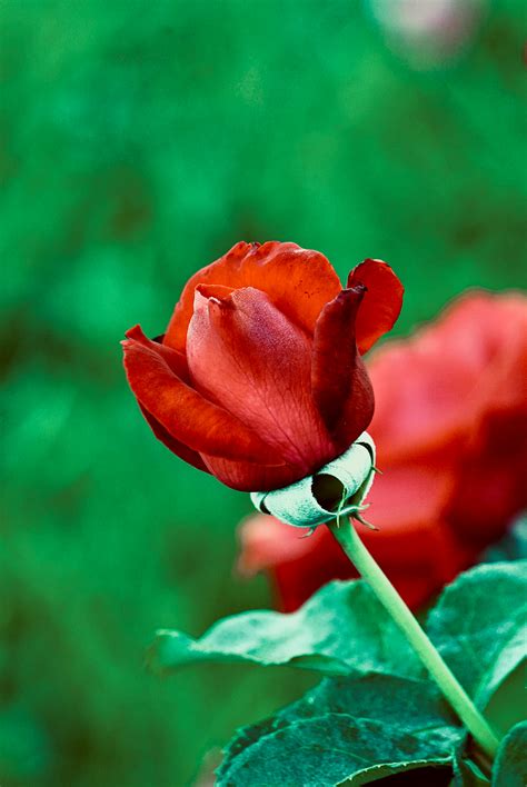 Red Flower of Red Shrub · Free Stock Photo
