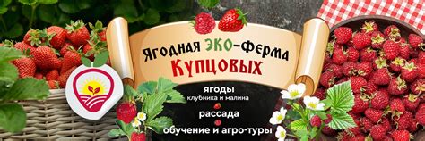 ЭкоФерма Купцовых. Клубника и саженцы в Костроме | Ягодная ЭКОферма ...