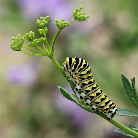 Black Swallowtail Caterpillar | Insect photography, Caterpillar ...