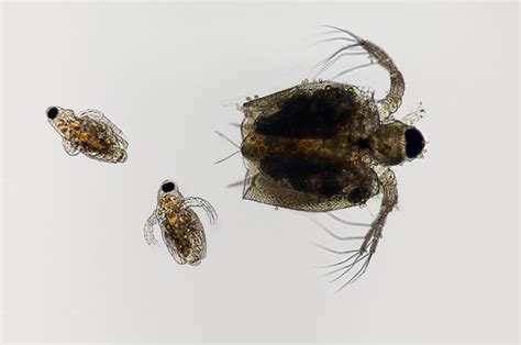 Image result for Microscope Photography Tutorial