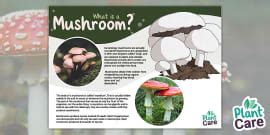 Life Cycle of a Mushroom (teacher made) - Twinkl