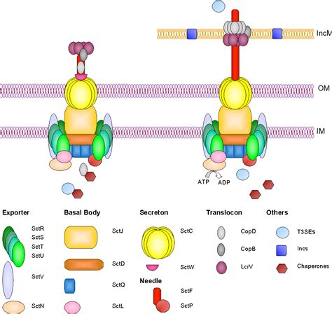 Figure 1 from Chlamydial Type III Secretion System 17 1 Bacterial ...