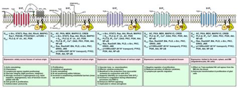 Cells | Special Issue : Sphingolipids: From Pathology to Therapeutic ...