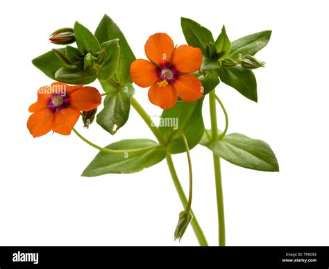 Anagallis arvensis red Cut Out Stock Images & Pictures - Alamy