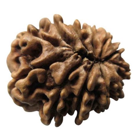 12 Mukhi NEPALI RUDRAKSHA / Twelve Faced RUDRAKSHA 100% Original & Cer ...
