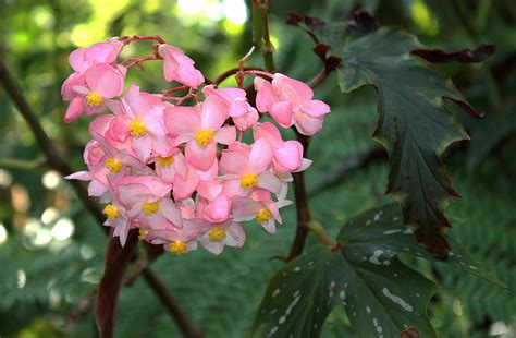 10 Varieties of Begonias for Gardens and Containers