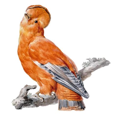 Exotic birds png illustration remixed from artworks by aert schouman ...