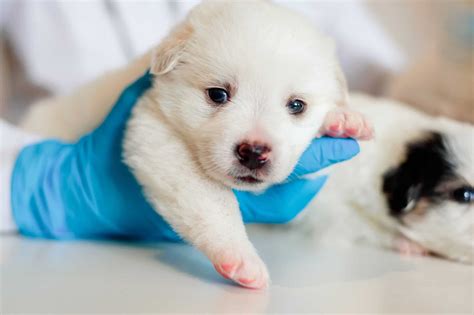 Can Dogs Get Herpes? Symptoms, Treatment, and Identification - A-Z Animals