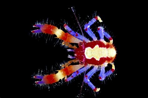 Out now! New book to identify abundant, diverse and striking decapod ...