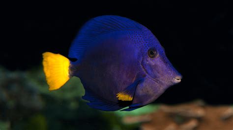 Purple Tang Profile - Book of Neptune
