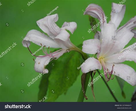 Image result for Everything Reproduction System