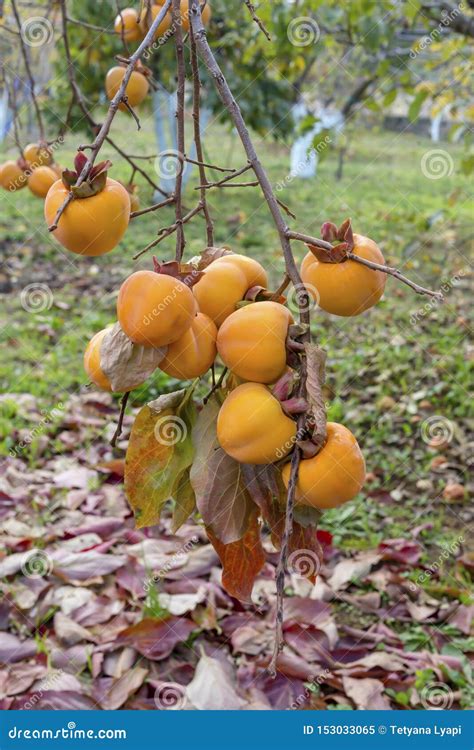 Ripening Persimmon Hanging on a Branch Stock Image - Image of garden ...