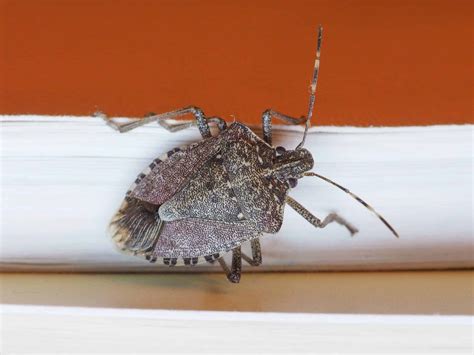 Do Stink Bugs Fly - Inside & Out Property Inspectors