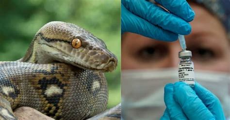 Pythons May Save Humans From Covid-19 With Most Effective Vaccine Yet