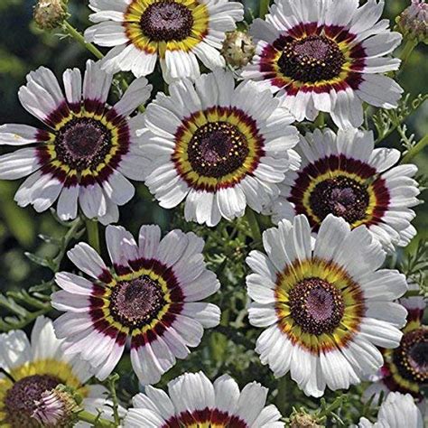 Golden Hills Farm® (AVG 200-1000) seeds white Chrysanthemum" Cockade ...