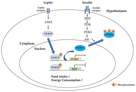 Tissue-Specific Metabolic Regulation of FOXO-Binding Protein: FOXO Does ...