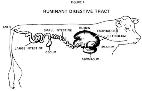 Non-Ruminant Animal Digestive System 的图像结果