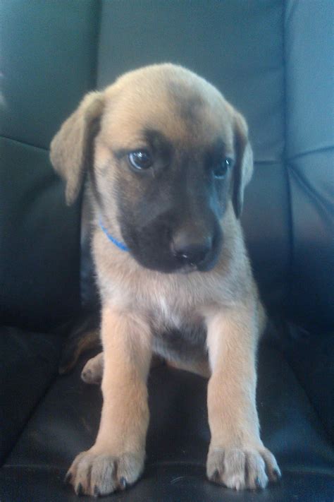 German Shepherd Great Dane Mix Puppies | PETSIDI