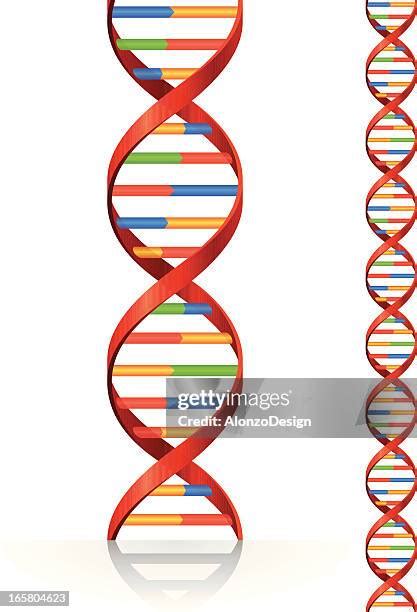 Image result for Good DNA Structure Model