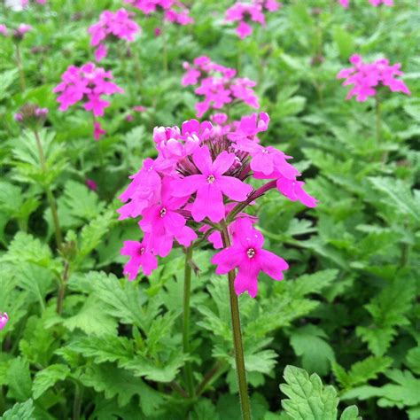 Image result for Modul Relay 12V Arduino Pin
