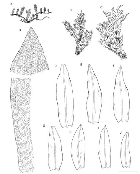 Generalization of backpropagation with application to a recurrent gas market model | Zenodo