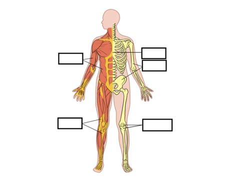 Image result for Musculoskeletal System Concept Map