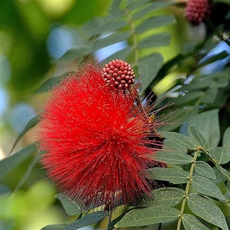 Calliandra red powderpuff Flower Plant Very Beautiful Original Variety ...