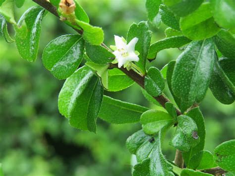 ATLAS of Medicinal Plants In Gandhamardan