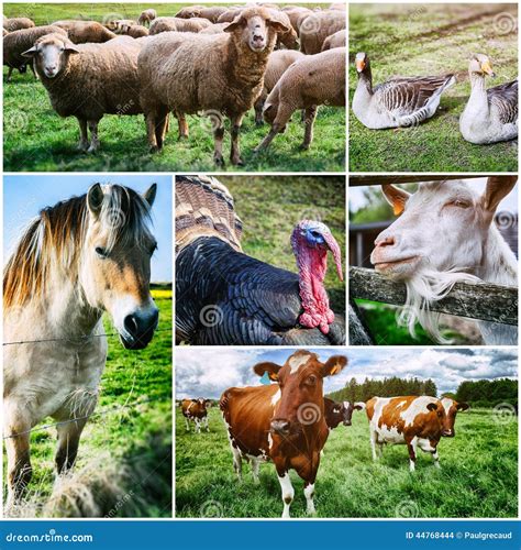 Agricultural Collage with Various Farm Animals Stock Photo - Image of ...