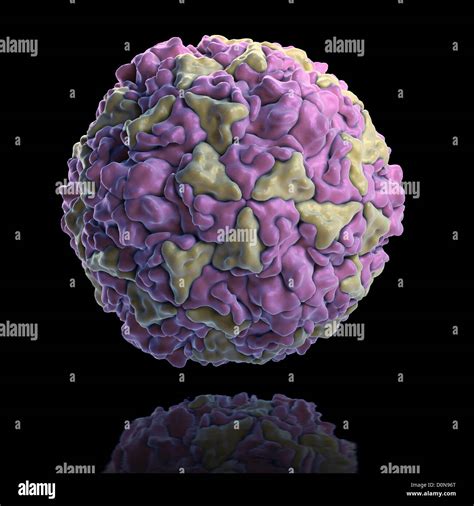 Structure Human Rhinovirus (PDB 4RHV). Rhinoviruses are most common ...