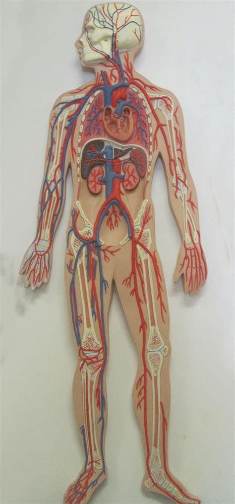 Circulatory System Working Model 的图像结果