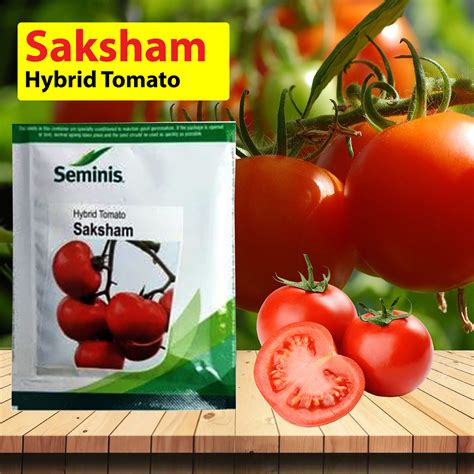 Seminis Saksham Hybrid Tomato Seed – Agriplex