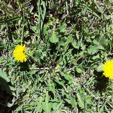 Diente De Leon En Ingles at Getamayablog Blog