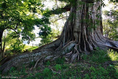 Creative Farmer Tree Seeds Ficus Infectoria - Pepri Tree Seeds For ...