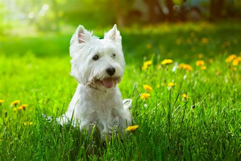 35 Hypoallergenic Dog Breeds for Anyone With Allergies