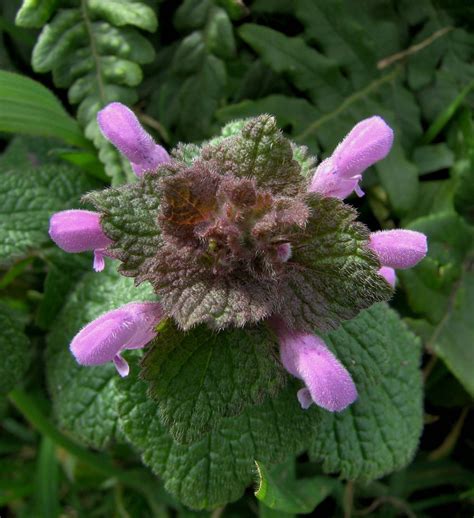 Purple Dead-Nettle Seeds Lamium purpureum Red Henbit | Etsy