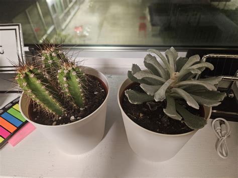 What are these called, exactly? : r/plants