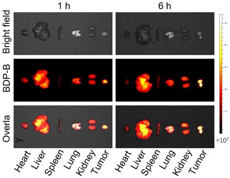 Self-Assembled BODIPY Nanoparticles for Near-Infrared Fluorescence ...