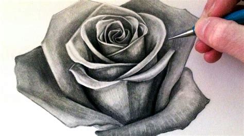 rose drawing shading easy